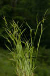 Inflated narrow-leaf sedge